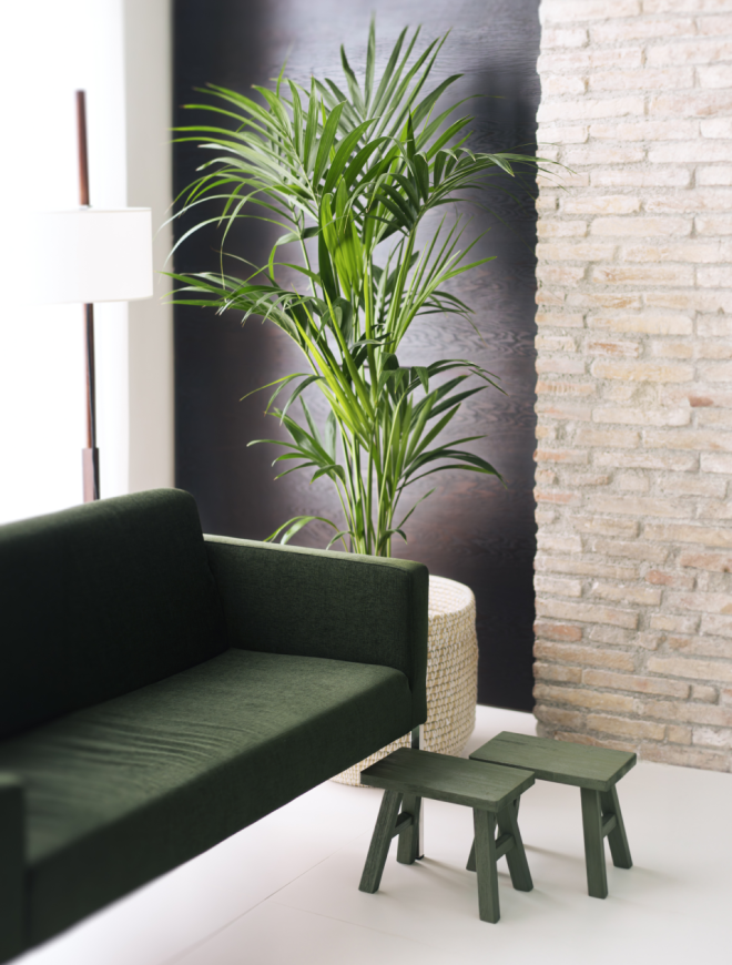 planta